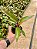 Mudas de Filodendro Rubro Philodendron Erubescens Novidade - Imagem 2