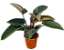 Mudas de Filodendro Rubro Philodendron Erubescens Novidade - Imagem 1