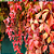 Muda Hera-americana  trepadeira- Parthenocissus quinquefolia - Imagem 2