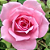 Muda Rosa Cor de Rosa Enxertado - Imagem 1