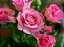 Muda Rosa Cor de Rosa Enxertado - Imagem 2