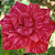 Muda Rosa Cor Bordo Mesclada enxertado - Imagem 1