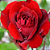Muda Rosa Cor Vermelho Craro Enxertado - Imagem 1