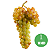 Muda Uva Brs Moscato Embrapa para Vinho e suco-enxerto - Imagem 1