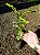 Muda de Espinheira Santa - A Verdadeira - (Maytenus Ilicifolia) - Imagem 2