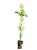 Kit 25 Mudas de Araucária (Araucaria angustifolia )PINHÃO - Imagem 4