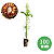 Kit 100 Mudas de Araucária  (Araucaria angustifolia )PINHÃO - Imagem 1