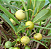 Muda Guabiroba do campo ou Guabirobinha (Campomanesia adamantium) - Imagem 3