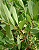Muda Guabiroba do campo ou Guabirobinha (Campomanesia adamantium) - Imagem 2