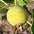 Muda Guabiroba do campo ou Guabirobinha (Campomanesia adamantium) - Imagem 1