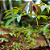 25 Ramas - Mandioca Aipim Branca para Mudas - Dancruz Plantas - Imagem 5