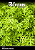 Sementes Mostarda Akame - Contém 200 miligrama - Imagem 1