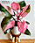 Muda Philodendro Pink Brico Princess - Imagem 2