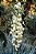 Muda Yucca Whipplei do Deserto - Imagem 5