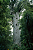 Muda Árvore Kauri - Agathis Australis da Nova Zelândia Raríssima - Imagem 6