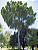 Muda Árvore Kauri - Agathis Australis da Nova Zelândia Raríssima - Imagem 3