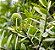 Muda Árvore Kauri - Agathis Australis da Nova Zelândia Raríssima - Imagem 1