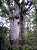 Muda Árvore Kauri - Agathis Australis da Nova Zelândia Raríssima - Imagem 5