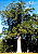 Muda Árvore Kauri - Agathis Australis da Nova Zelândia Raríssima - Imagem 2