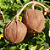 Muda Andiroba (Carapa guianensis Aubl.) - Imagem 2