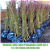 Muda de Pêssego Citrino Enxertado -  Lançamento - Imagem 3