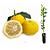 Muda Limão Japonês Yuzu Enxertado para Vaso - Lançamento - Imagem 2