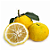 Muda Limão Japonês Yuzu Enxertado para Vaso - Lançamento - Imagem 1