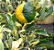 Muda de Ponkan Variegata enxertada -Lançamento - Imagem 3