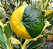 Muda de Ponkan Variegata enxertada -Lançamento - Imagem 2