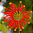 Muda da Árvore Roda de Fogo  - Stenocarpus Sinuatus - Lançamento - Imagem 1