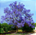 Muda de Caroba - Jacaranda cuspidifolia - Imagem 1