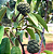 Muda Cortiça crespa(Rollinia sylvatica(St. Hil.) Mart.) - Imagem 3