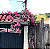 Muda Amor Agarradinho Rosa Dobrado (Antigonon Guatemalense) - Imagem 3