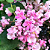 Muda Amor Agarradinho Rosa Dobrado (Antigonon Guatemalense) - Imagem 2