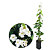 Muda Thumbergia Flor Branca  (Thunbergia fragrans) - Imagem 1