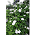 Muda Thumbergia Flor Branca  (Thunbergia fragrans) - Imagem 4