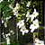 Muda Thumbergia Flor Branca  (Thunbergia fragrans) - Imagem 2