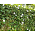 Muda Thumbergia Flor Branca  (Thunbergia fragrans) - Imagem 3