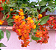 Muda Flor Laranjada Trepadeira Mexicana - Imagem 5
