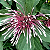 Muda Flor Cotonete Clerodendro (Clerodendrum quadriloculare) - Imagem 1