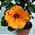 Mudas Hibisco Flor Laranjada-Clonadas estaca - Imagem 1