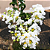 Muda Extremosa  Flor Branca  (Lagerstroemia indica) - Imagem 3