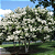 Muda Extremosa  Flor Branca  (Lagerstroemia indica) - Imagem 2