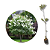 Muda Extremosa  Flor Branca  (Lagerstroemia indica) - Imagem 1