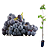 Muda uva Núbia para climas quente Enxertada - Imagem 2
