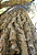 Muda Pitiá Peroba-do-cerrado (Aspidosperma tomentosum) - Imagem 5