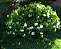 Muda jasmim Arabe ou  sambac-(Jasminum sambac) - Imagem 4