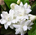 Muda jasmim Arabe ou  sambac-(Jasminum sambac) - Imagem 2