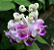 Muda Flor caracol (Vigna Caracalla) - Imagem 5