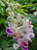 Muda Flor caracol (Vigna Caracalla) - Imagem 3